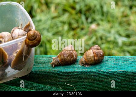 Eine Serie von Fotografien eines Tages auf einer Traubenschnecke Farm. Stockfoto