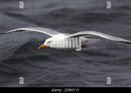 MÖWE (Larus argentatus) Möwe, die tief über dem Meer fliegt. Stockfoto