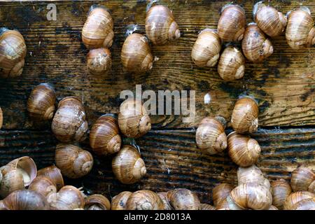 Eine Serie von Fotografien eines Tages auf einer Traubenschnecke Farm. Stockfoto