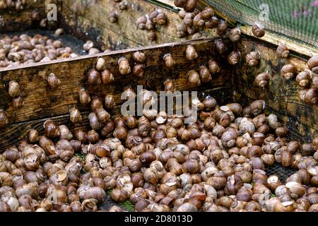 Eine Serie von Fotografien eines Tages auf einer Traubenschnecke Farm. Stockfoto