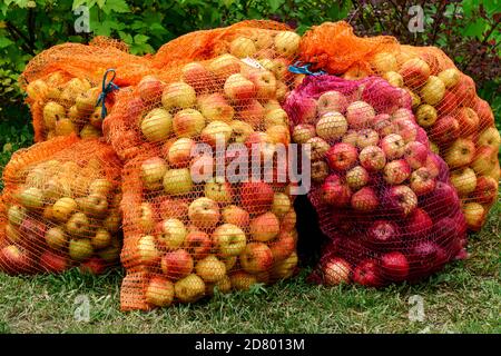 Frische und reife Äpfel in Tüten gesammelt. Stockfoto