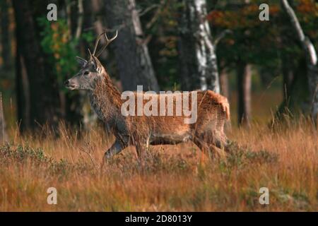 ROTHIRSCH (Cervus elaphus) Hirsch beim Spaziergang vor Bäumen auf dem West Highland Way, Schottland. Stockfoto