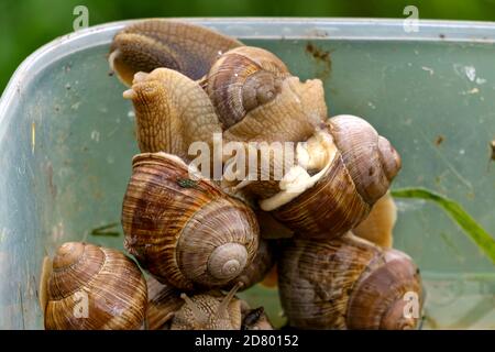 Eine Serie von Fotografien eines Tages auf einer Traubenschnecke Farm. Stockfoto