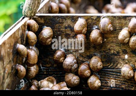 Eine Serie von Fotografien eines Tages auf einer Traubenschnecke Farm. Stockfoto