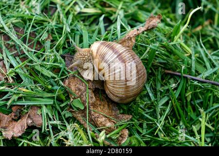 Eine Serie von Fotografien eines Tages auf einer Traubenschnecke Farm. Stockfoto