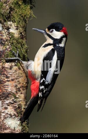 BUNTSPECHT, MÄNNLICH, UK. Stockfoto