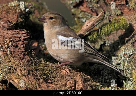 BUCHFINK (Fringilla coelebs) Weibchen auf einem Baumstumpf, Schottland, UK. Stockfoto