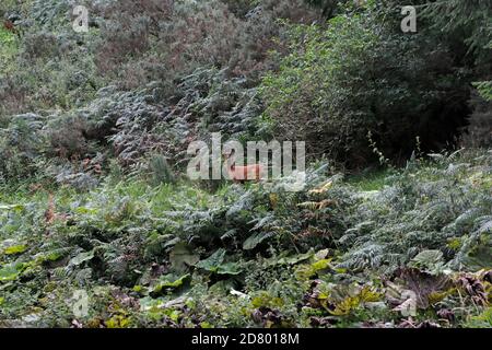 REHE (Capreolus capreolus) in typischem Lebensraum, dichte Vegetation in einer Lücke zwischen Laubwäldern und einer Nadelplantage. Stockfoto