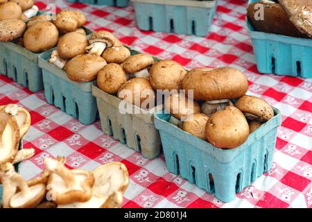 Körbe mit frischen braunen Pilzen auf dem Bauernmarkt Stockfoto