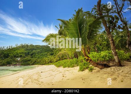Wunderschöner tropischer Strand in Baia Lazare an der Westküste der Insel Mahe, Seychellen mit türkisfarbenem Wasser, Sandstrand und ausragenden Palmen. T Stockfoto