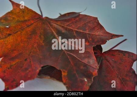 Rot-Ahornblätter im Herbst Stockfoto