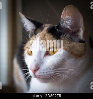 Eine Katze, die unter dem Sonnenlicht liegt. Dieser Calico hat den perfekten Ort für sein Mittagsschlaf gefunden. Stockfoto