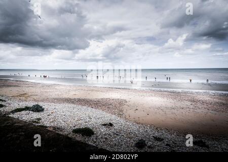 QUINEVILLE, FRANKREICH - SEPTEMBER CIRCA, 2020. In der Manche See, Unidentifizierte Menschen Graben nach Rasierklingen bei Ebbe am Nachmittag. Auf langen Sandbauch Stockfoto