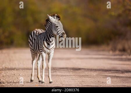 Baby Plains Zebra steht auf Safari Schotterstraße im Kruger Nationalpark, Südafrika; specie Equus quagga burchellii Familie von Equidae Stockfoto