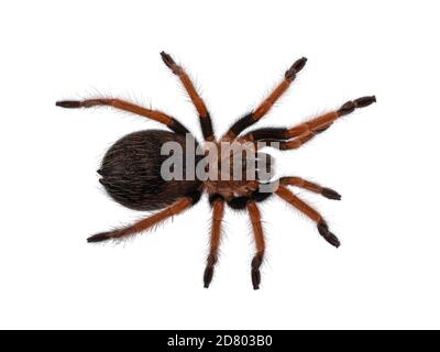 Draufsicht auf die junge Brachypelma boehmei aka Mexican fireleg tarantula. Isoliert auf weißem Hintergrund. Stockfoto