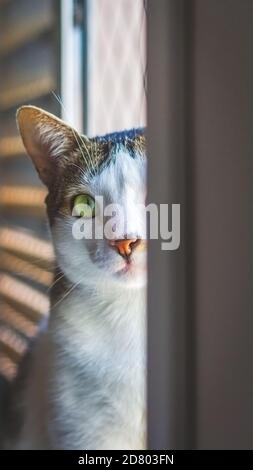 Katze auf einem Fenster, die zur Kamera schaut. Nur die Hälfte seines Gesichts ist sichtbar. Selektiver Fokus Stockfoto