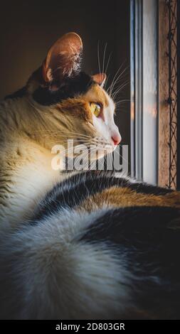 Eine streunende Katze, die aus ihrem Hausfensterzaun auf das Abendlicht schaut. Selektiver Fokus Stockfoto