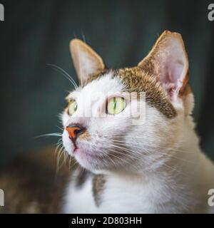 Nahaufnahme einer streunenden Katze, die auf einen dunkelgrünen Hintergrund schaut. Selektiver Fokus. Kopierplatz verfügbar Stockfoto