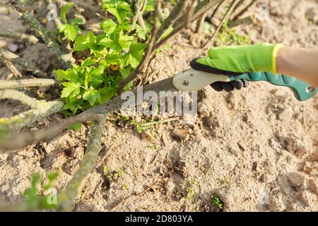 Frau Gärtnerin in Handschuhen mit Gartensäge schneidet Äste Stockfoto