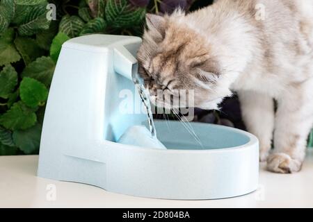 Graue Katze trinkt sauberes Wasser aus dem Wasserspender. Katzenbrunnen. PET-Durst. Austrocknung bei einer Katze. Stockfoto