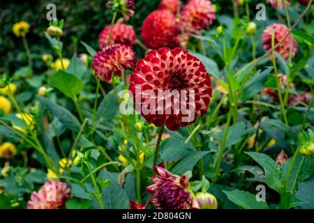 Dahlia Ball Jowey Joshua eine blühende zweifarbige Variante Dahlia Stockfoto