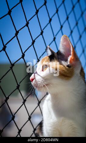 Eine Katze schaut aus ihrem Hausfensterzaun. Selektiver Fokus Stockfoto