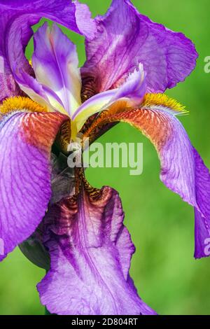 Große bärtige Iris „Mulberry Rose“ Lila Irisblume Stockfoto