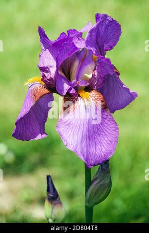 Lila Violett Blume Bärtige Iris „Maulbeerrose“ Stockfoto