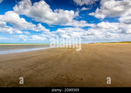 QUINEVILLE, FRANKREICH - SEPTEMBER CIRCA, 2020. In der Manche See, Unidentifizierte Menschen Graben nach Rasierklingen bei Ebbe am Nachmittag. Auf langen Sandbauch Stockfoto