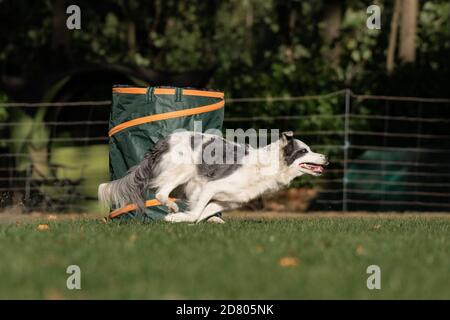 Hund bei Hoopers Parcours / Hund im Hoopers Parcour Stockfoto