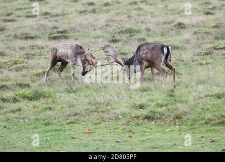 Damhirsch (Dama dama). Zwei junge Böcke sperren Hörner während der Brunftzeit Stockfoto