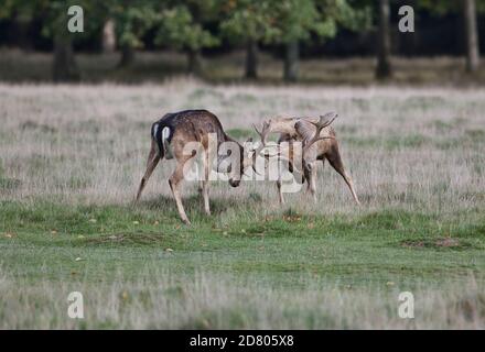 Damhirsch (Dama dama). Während der Brunftzeit laufen abwechselnd zwei junge Böcke und Schleuderhörner Stockfoto