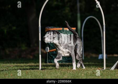 Hund bei Hoopers Parcours / Hund im Hoopers Parcour Stockfoto