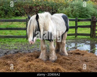 Sehr nasses Pferd, das im Regen steht Stockfoto