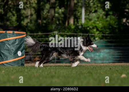 Hund bei Hoopers Parcours / Hund im Hoopers Parcour Stockfoto