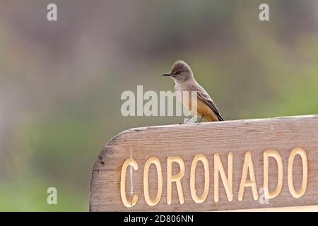 A Say's Phoebe, Sayornis Saya, thront Stockfoto