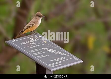 Ein Say's Phoebe, Sayornis Saya, thront auf dem Schild Stockfoto