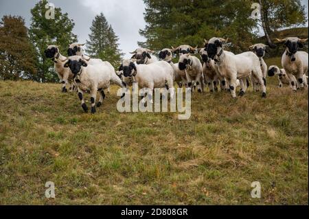 Herde neugieriger Schwarznasenschafe im wallis Stockfoto