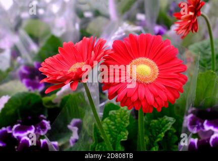 Rote Gerbera Blumen in Blüte Nahaufnahme auf Blumenmarkt Stockfoto