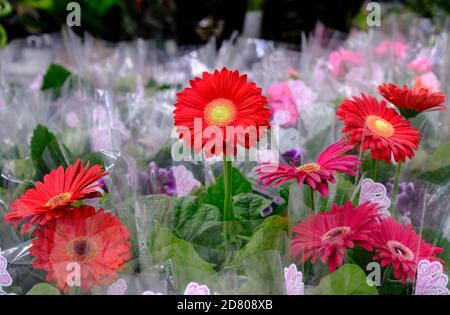 Rote Gerbera Blumen in Blüte Nahaufnahme auf Blumenmarkt Stockfoto