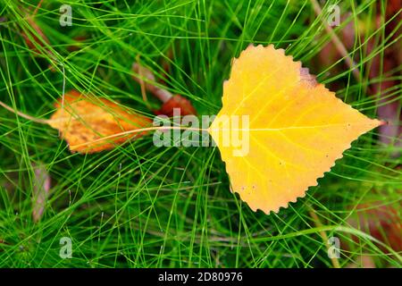 Gelbes Blatt auf dem frischen grünen Gras. Herbst Saison Natur Hintergrund Stockfoto