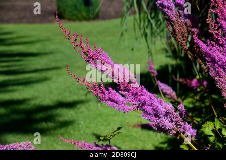 Rosa Astilbe chinensis (chinesische Astilbe) Blumen in einer Grenze bei RHS Garden Harlow Carr, Harrogate, Yorkshire, England, UK gewachsen. Stockfoto