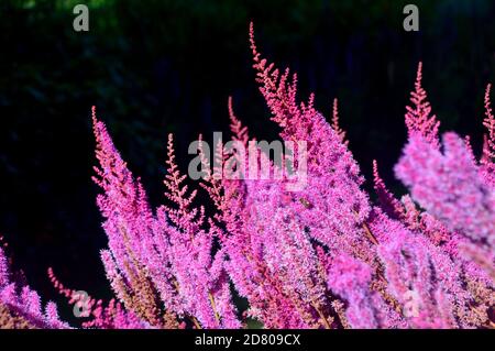 Rosa Astilbe chinensis (chinesische Astilbe) Blumen in einer Grenze bei RHS Garden Harlow Carr, Harrogate, Yorkshire, England, UK gewachsen. Stockfoto