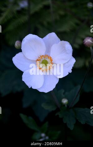 Single White Japanese Anemone (x hybrida 'Honorine Jobert') Blume in einer Grenze bei RHS Garden Harlow Carr, Harrogate, Yorkshire, England, UK angebaut. Stockfoto