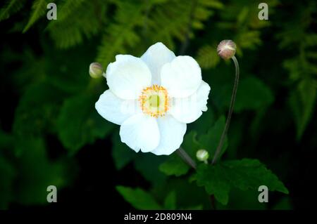 Single White Japanese Anemone (x hybrida 'Honorine Jobert') Blume in einer Grenze bei RHS Garden Harlow Carr, Harrogate, Yorkshire, England, UK angebaut. Stockfoto