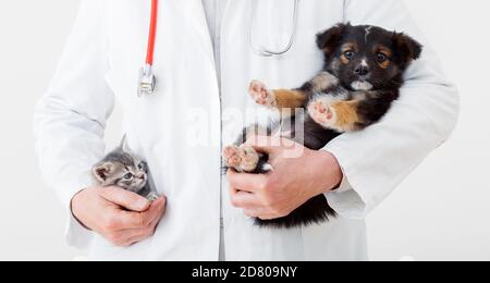 Katze und Hund in den Händen des Tierarztes. Arzt Tierarzt hält Kätzchen in der Tasche und Welpen in der Hand in weißen Mantel mit Stethoskop. Baby Haustiere in der Klinik Stockfoto
