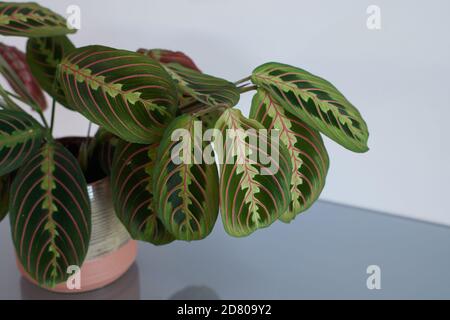 Nahaufnahme der Blätter einer maranta leuconeura Hauspflanze. Stockfoto