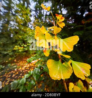 Gelbe, regnernasse Blätter am Anfang des Ginkgo-Baumes Des Herbstes Stockfoto