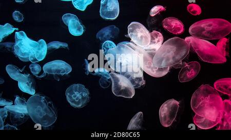 Quallen blau und rot Farben unter fluoreszierender Beleuchtung Schwimmen in großen Ozeanarium vor schwarzem Hintergrund Nahaufnahme. medusa-Gruppe. Stockfoto