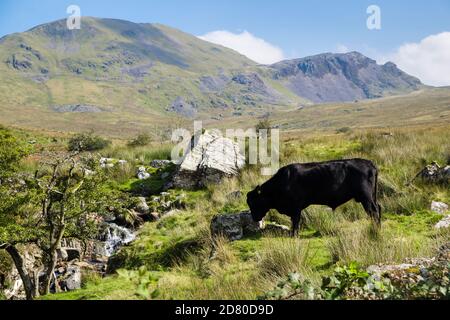 Freilandtille Welsh Black Bull im Snowdonia National Park Land unterhalb von Moelwyn Mawr. Croesor, Gwynedd, Wales, Großbritannien Stockfoto